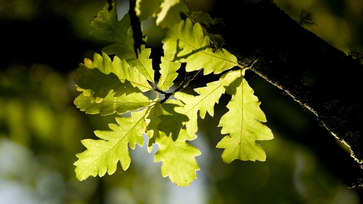 Oak leaves in September in Florence Court garden, Co Fermanagh